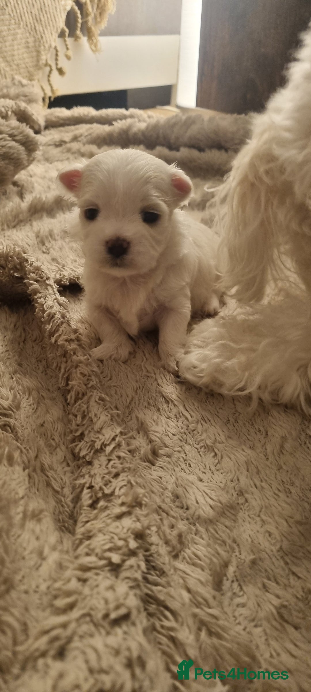 Maltese dogs for sale: Maltese Girls - Image 1