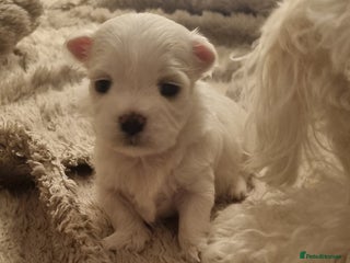 Maltese dogs - Advert 1