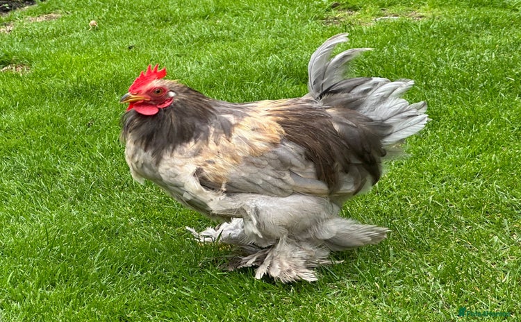 Chickens poultry - Advert 1