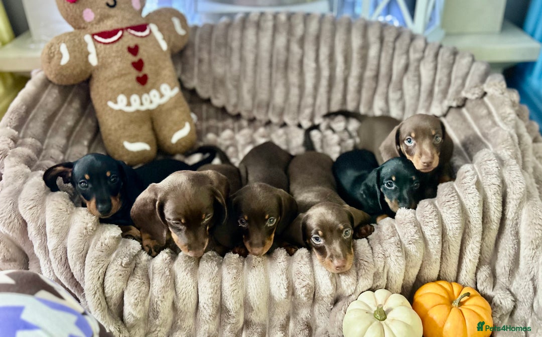 Dachshund dogs for sale: Dachshunds mini puppies   - Image 8
