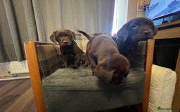 Labrador Retriever dogs for sale: Labrador Retriever puppies - Image 16