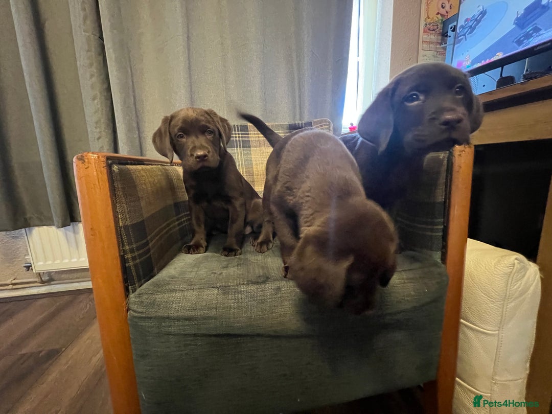 Labrador Retriever dogs for sale: Labrador Retriever puppies - Image 16