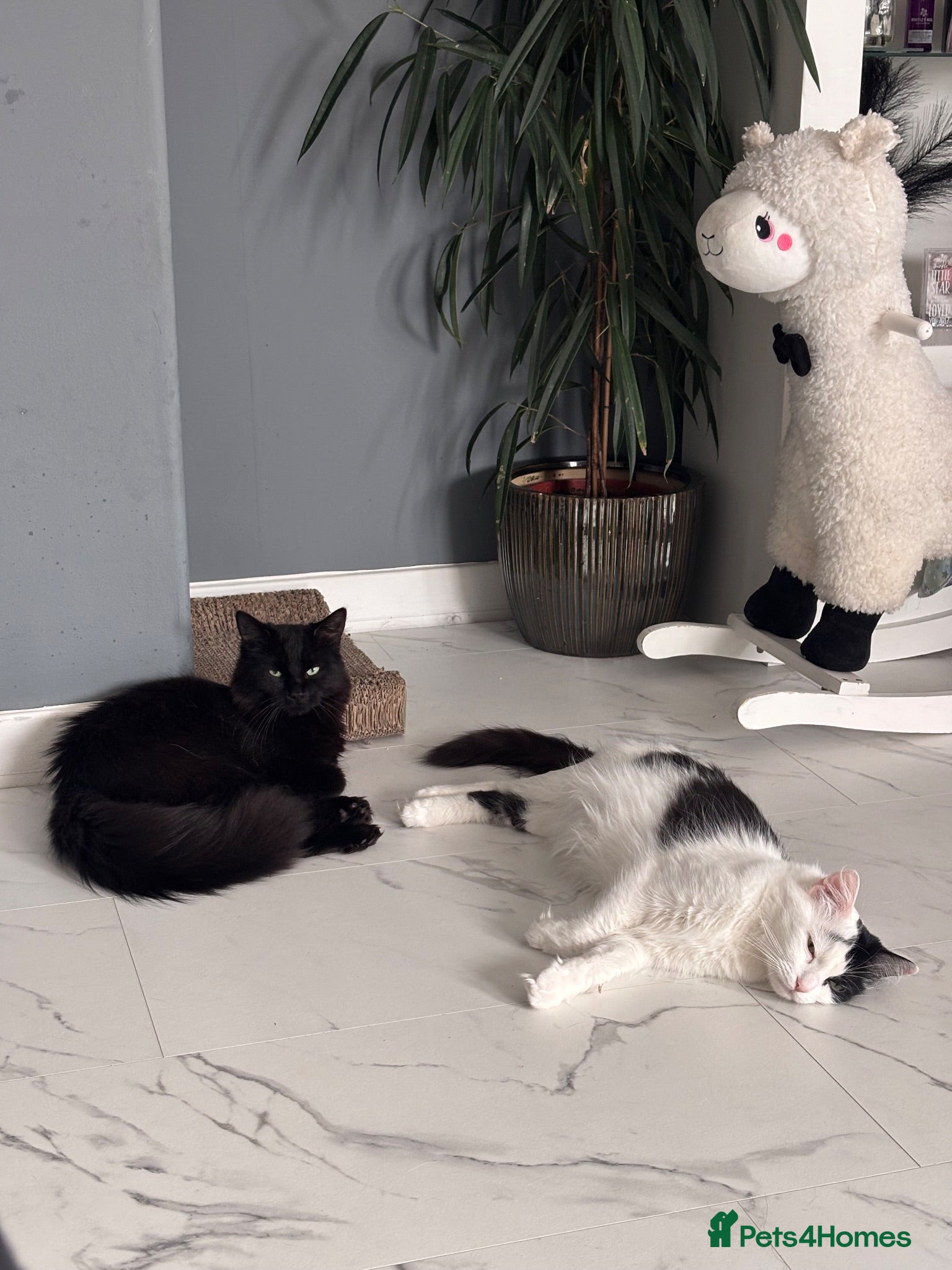 Turkish Angora cats Ragdoll x Turkish angora kittens for sale - Advert 9
