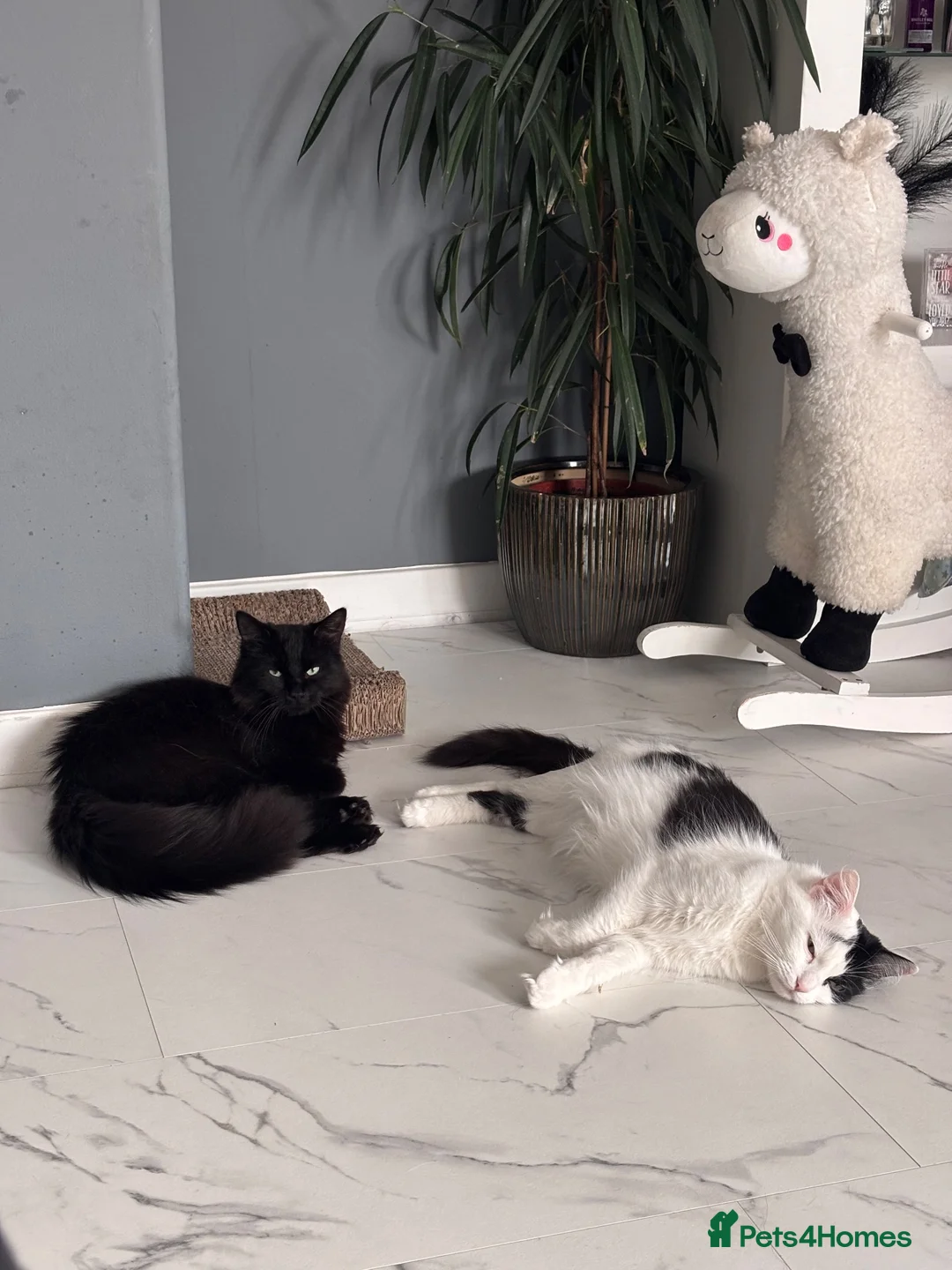 Turkish Angora cats for sale: Ragdoll x Turkish angora kittens for sale in Renfrew - Advert 1