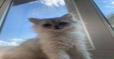 Persian cats - Advert 10