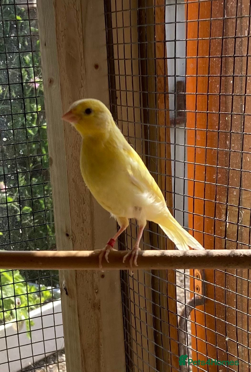 Canaries birds Raza Espanola Canaries - Advert 1