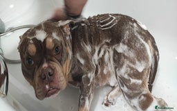 Mixed Breed dogs for sale: Pocket bully - Image 2