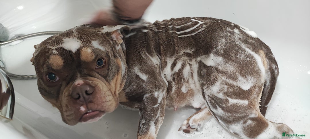 Mixed Breed dogs for sale: Pocket bully - Image 2