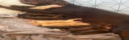 Cocker Spaniel dogs for sale: Beautiful Working x Show Cocker Spaniel Puppies  - Advert 1