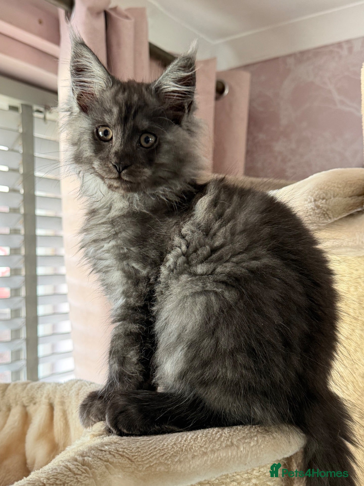 Maine Coon cats Tica registered black smoked male Maine coon - Advert 2