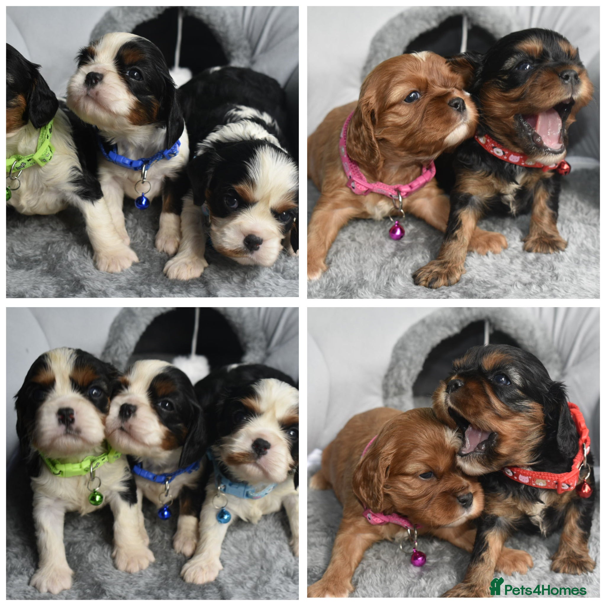 Cavalier King Charles Spaniel dogs FULLY HEALTH TESTED KC CAVALIERS PUPPIES - Advert 4