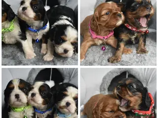 Cavalier King Charles Spaniel dogs FULLY HEALTH TESTED KC CAVALIERS PUPPIES - Advert 1