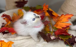 Ragdoll cats for sale: Adorable Ragdoll Kittens - GCCF registered - Image 13
