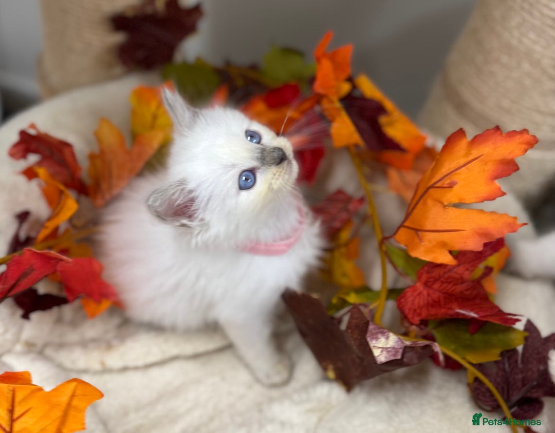 Ragdoll cats for sale: Adorable Ragdoll Kittens - GCCF registered - Image 13