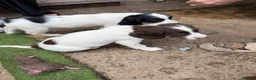 English Springer Spaniel dogs for sale: Engilish springer spaniel puppies  - Advert 14