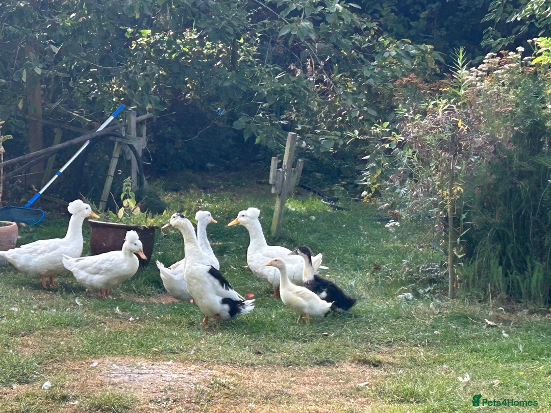 Mixed Breed birds for sale: Ducklings for sale - Image 4