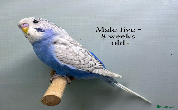 Budgerigars birds - Advert 5
