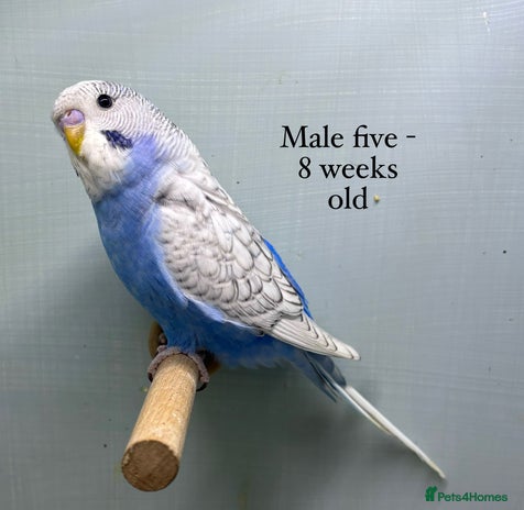 Budgerigars birds - Advert 4