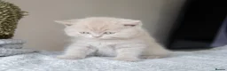 British Shorthair cats for sale: 🐾 Beautiful British Shorthair Kittens🐾 - Advert 6