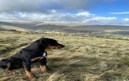 Huntaway dogs for sale: CHUNKY HUNTAWAY PUPPIES FOR SALE  - Image 14