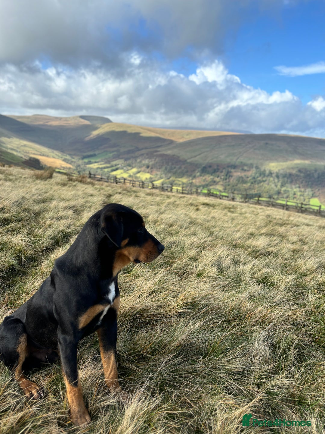 Huntaway dogs for sale: CHUNKY HUNTAWAY PUPPIES FOR SALE  - Image 14