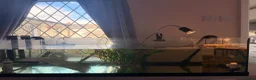 Turtle reptiles for sale: 2 baby musk turtles OFFERS - Advert 7