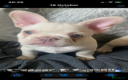 French Bulldog dogs for sale: French bulldog  - Image 3