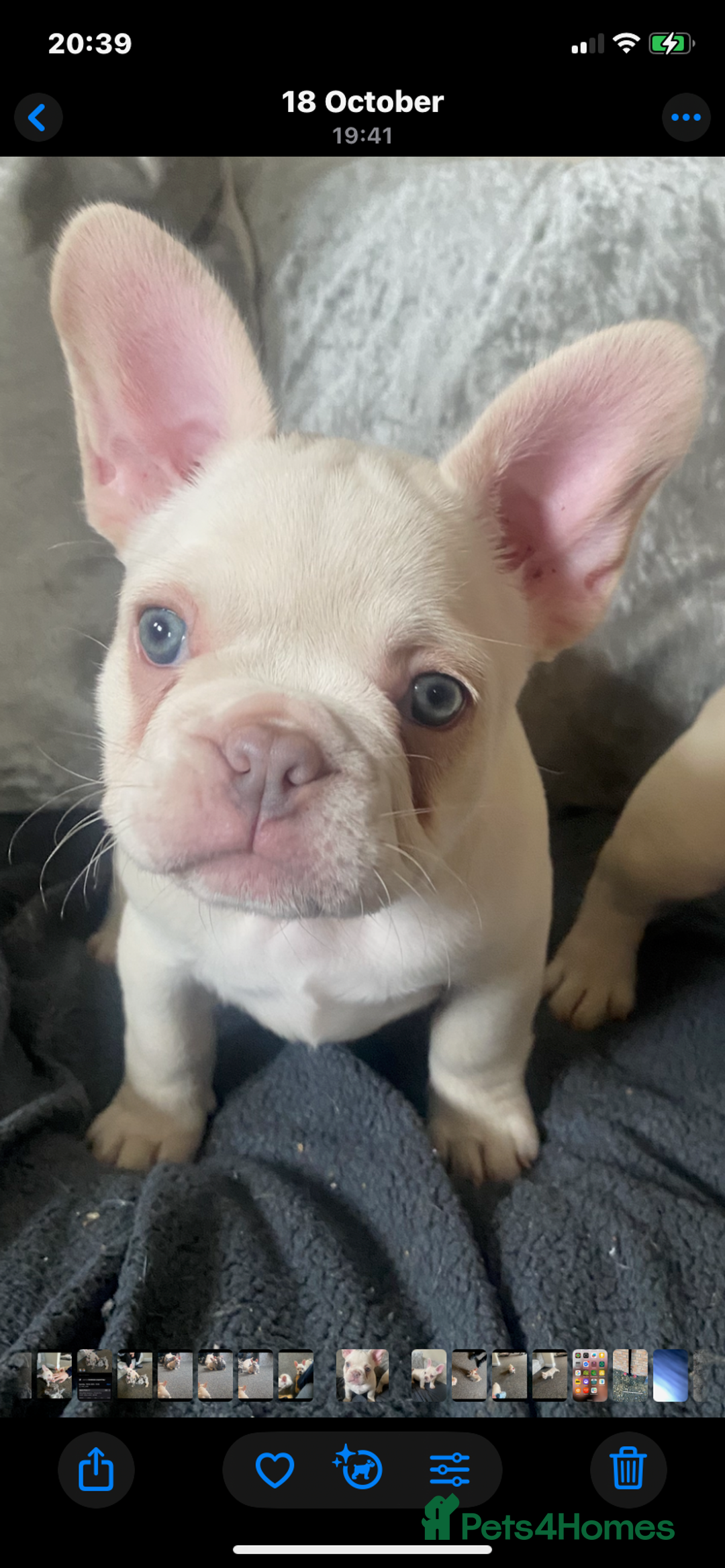 French Bulldog dogs for sale: French bulldog  - Image 3