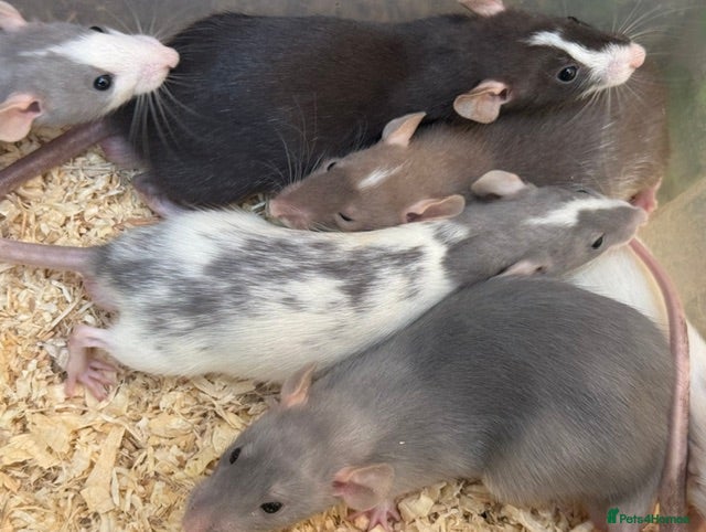 Rat rodents Young Dumbo Rats For Sale - Advert 1