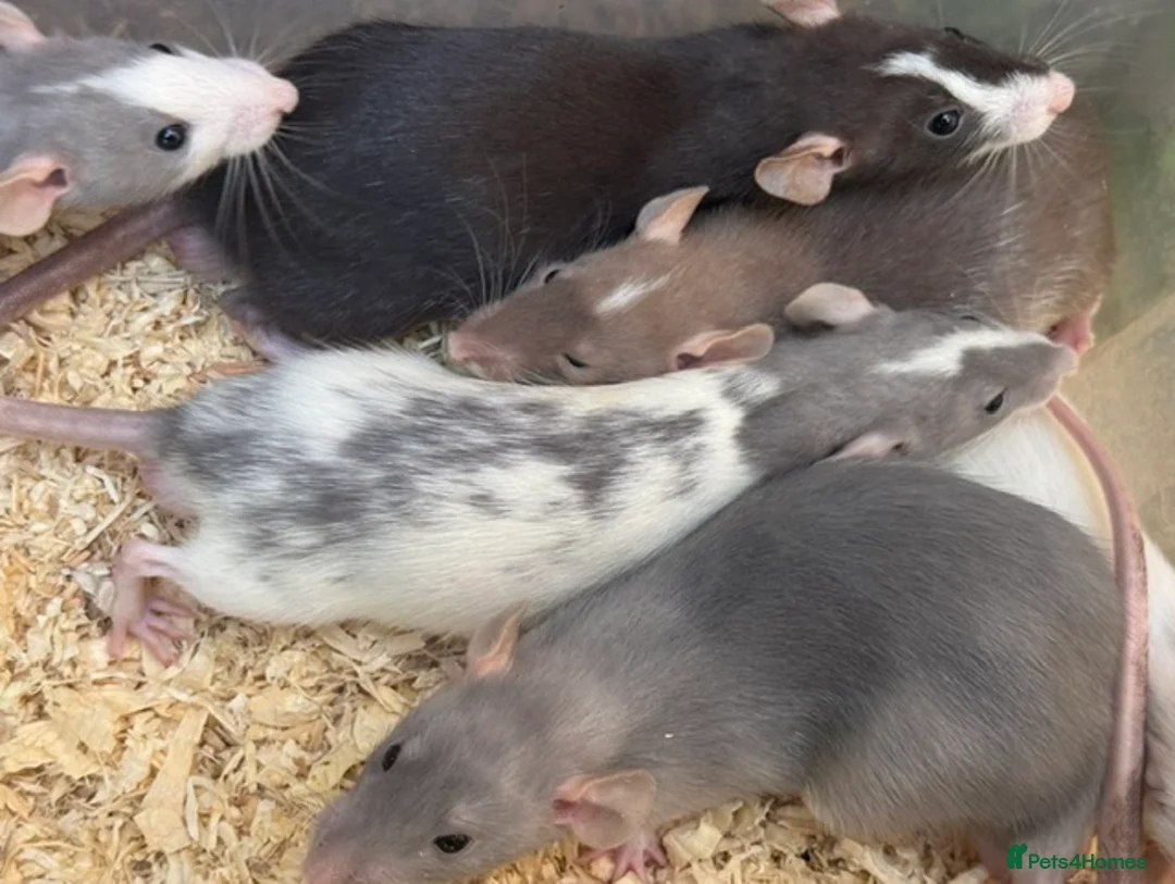 Rat rodents for sale: Young Dumbo Rats For Sale - Advert 1