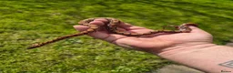 Boa Snake reptiles for sale: Young Brazillian Rainbow Boa - Advert 3