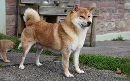 Japanese Shiba Inu dogs for sale: Health tested Japanese Shiba Inu Puppies - Image 2