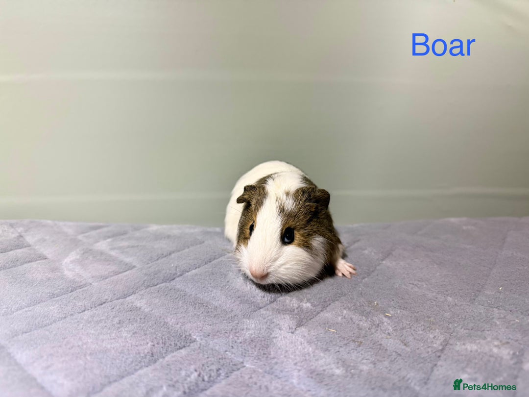 Guinea Pig rodents for sale: Baby guinea pigs  - Advert 8