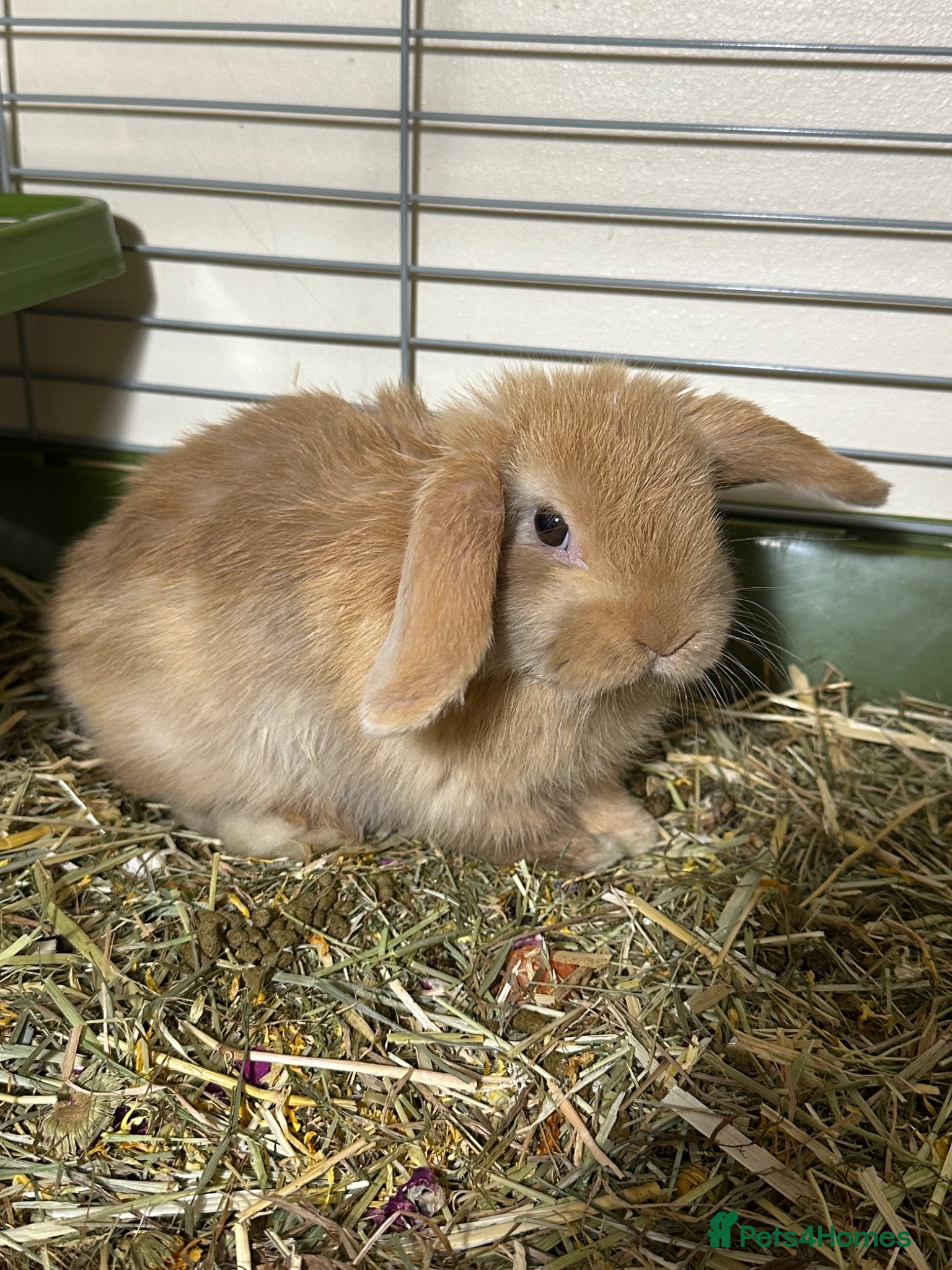 Mini Lop rabbits Beautiful mini lop boy available now  - Advert 9