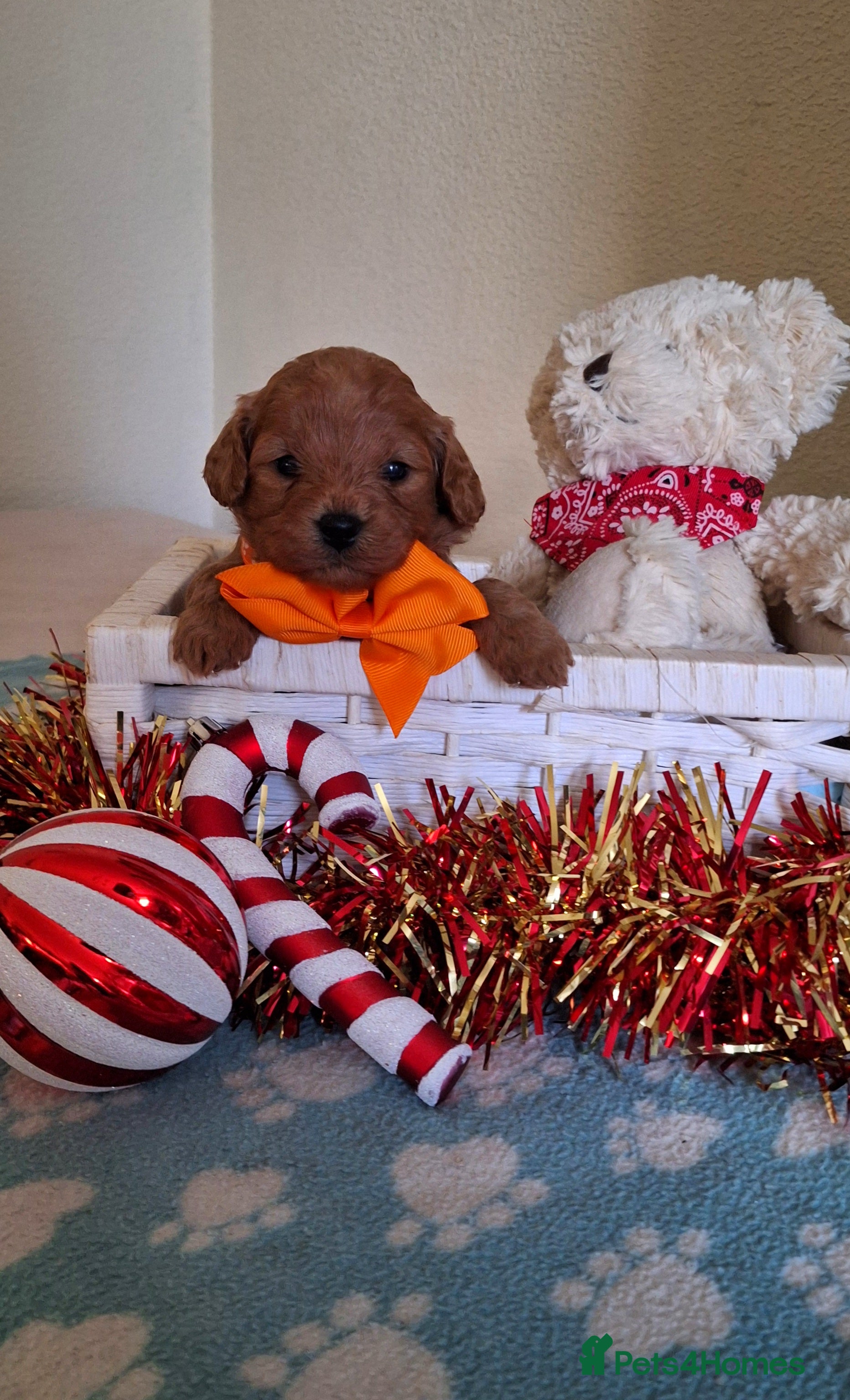 Cavapoochon dogs Gorgeous DNA tested Cavapoochon pups - Advert 6