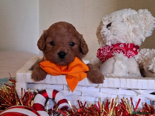 Cavapoochon dogs Gorgeous DNA tested Cavapoochon pups - Advert 6