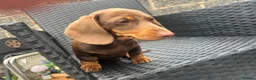 Miniature Dachshund dogs for sale: Beautiful Miniature Dachshund KC Registered  in Brentwood - Advert 4