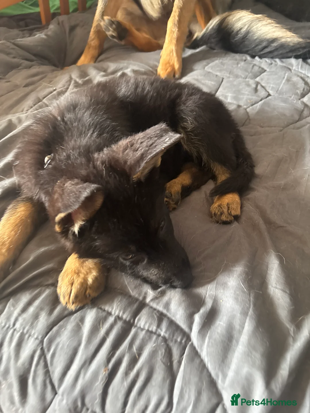 German Shepherd dogs for sale: German shepherd  - Advert 2