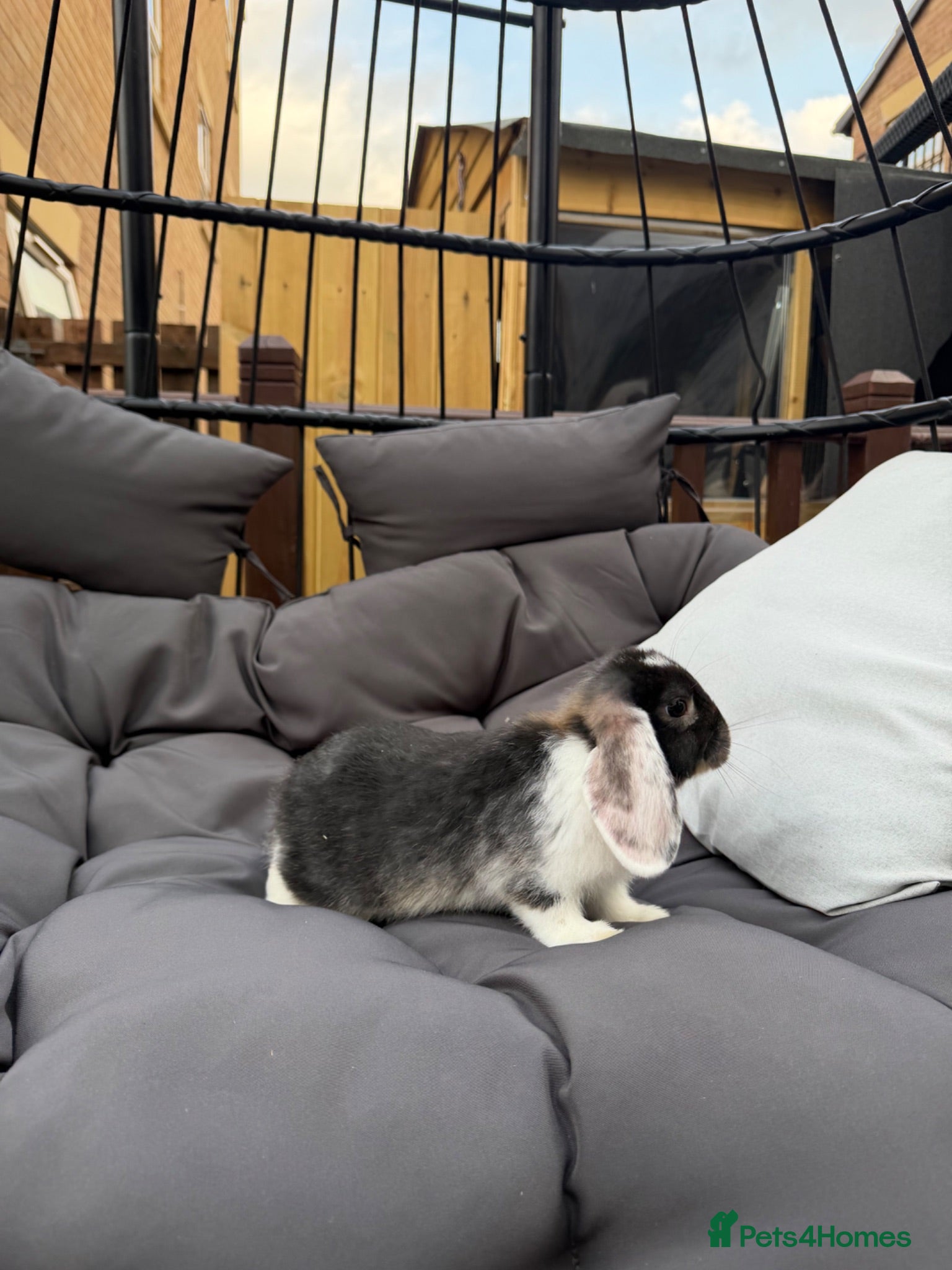 Dwarf Lop rabbits 8 week old lop kits - Advert 2