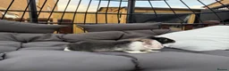 Dwarf Lop rabbits for sale: 8 week old lop kits - Advert 2