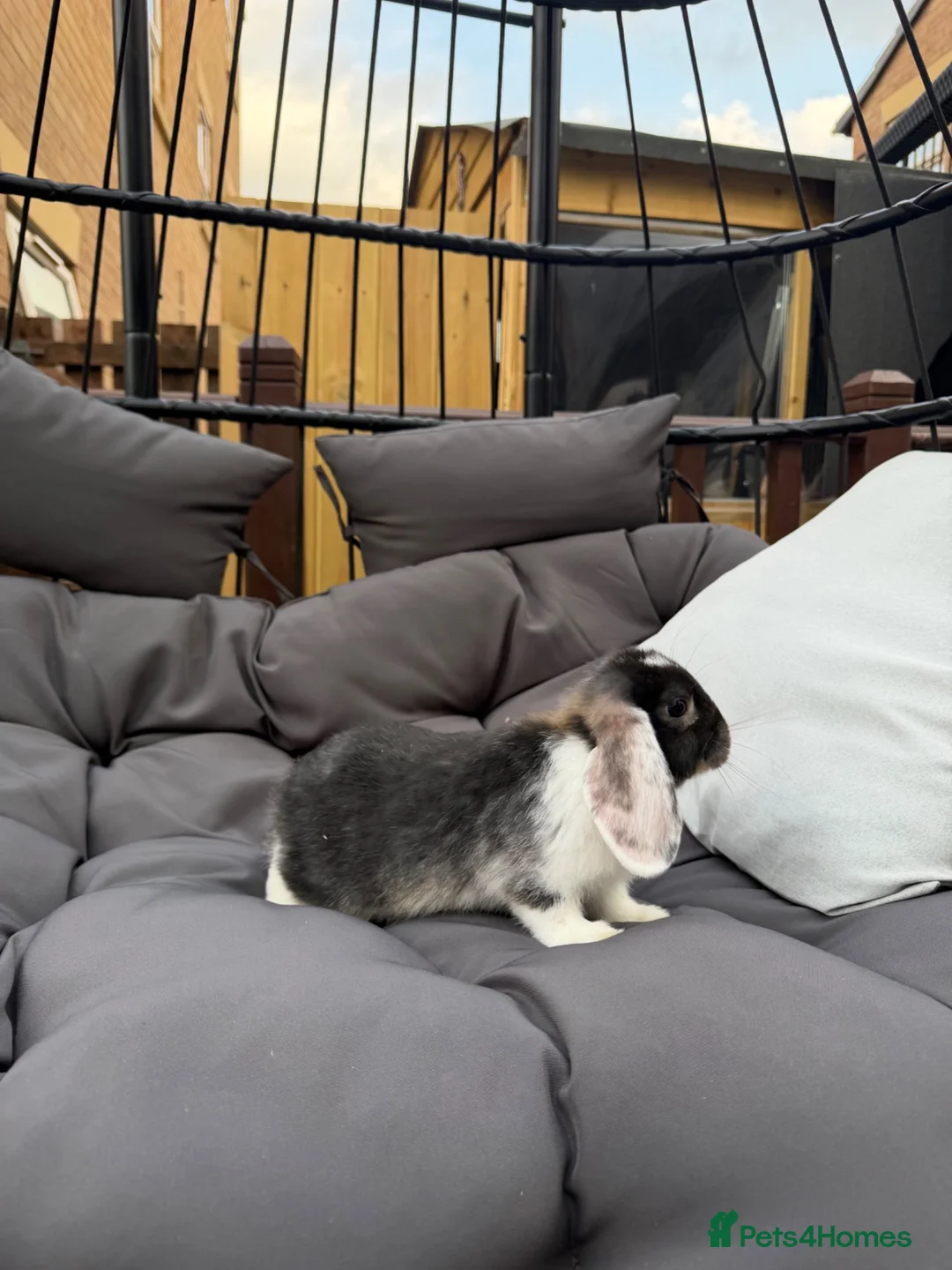 Dwarf Lop rabbits for sale: 8 week old lop kits - Advert 2
