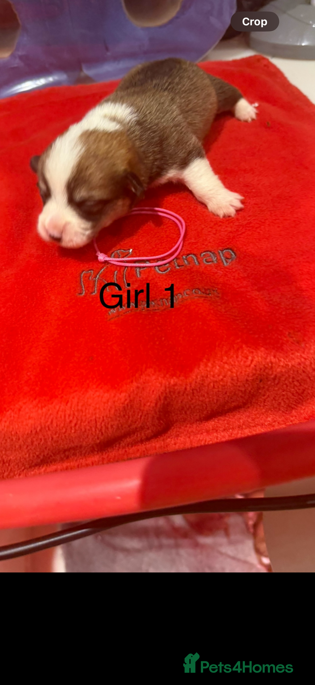 Welsh Corgi Pembroke dogs for sale: Kc reg Pembroke corgi babies available  - Advert 34