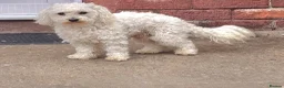 Bichon Frise dogs for sale: Bichon Maltese  - Advert 3