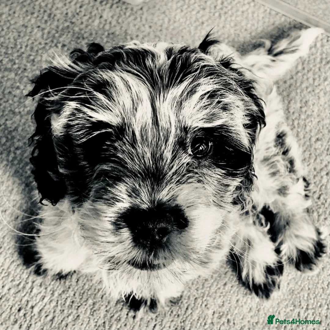 Cockapoo dogs for stud: Cockapoo F1 - Show Champion* and Proven Stud in Barnstaple - Advert 2