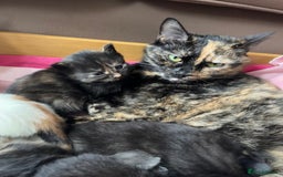 Mixed Breed cats for sale: Beautiful baby kittens 💕 - Image 13