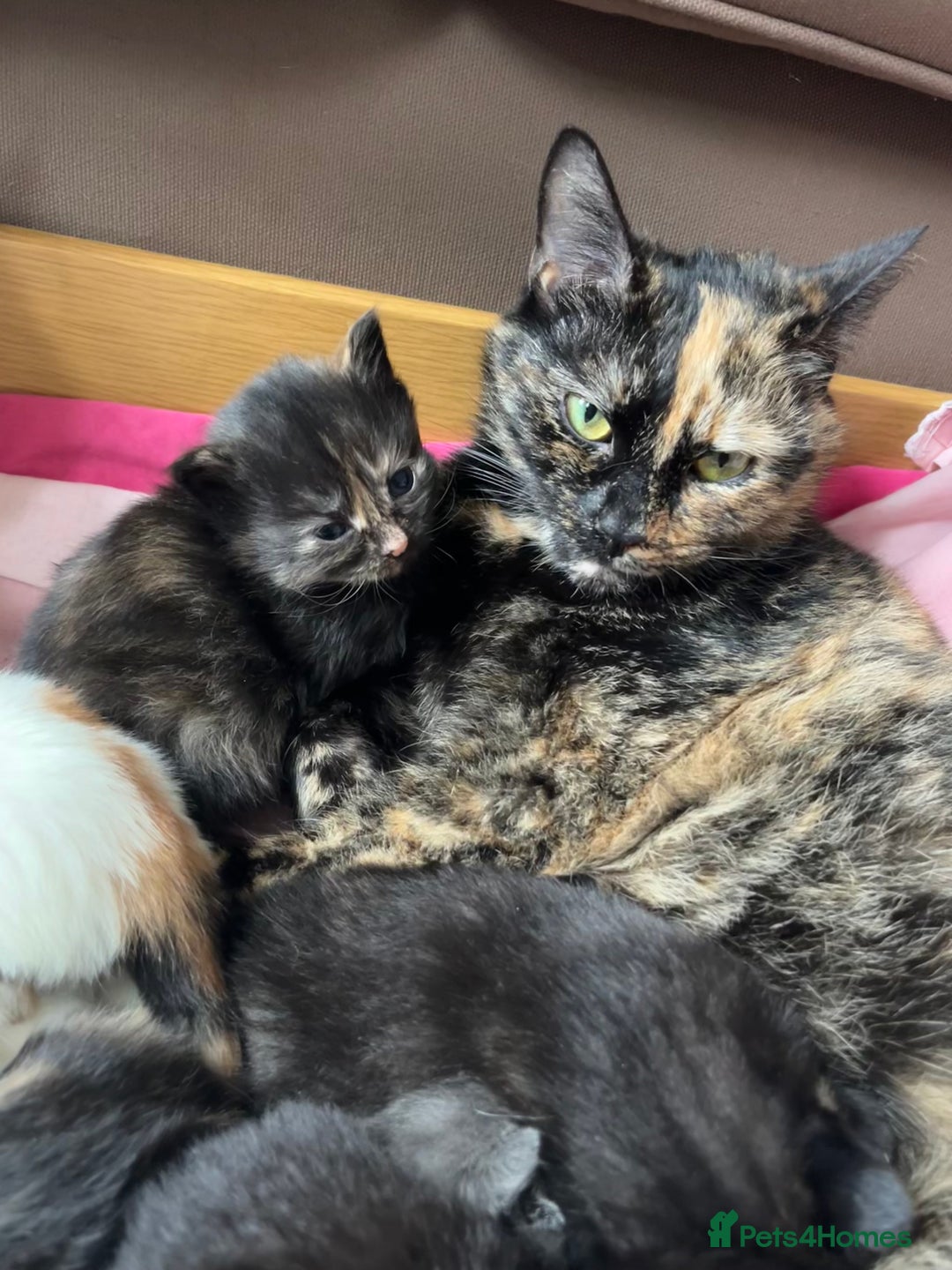 Mixed Breed cats for sale: Beautiful baby kittens 💕 - Image 13