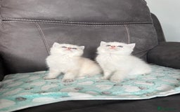 British Shorthair cats for sale: Beautiful GCCF kittens from champion lines  - Image 11
