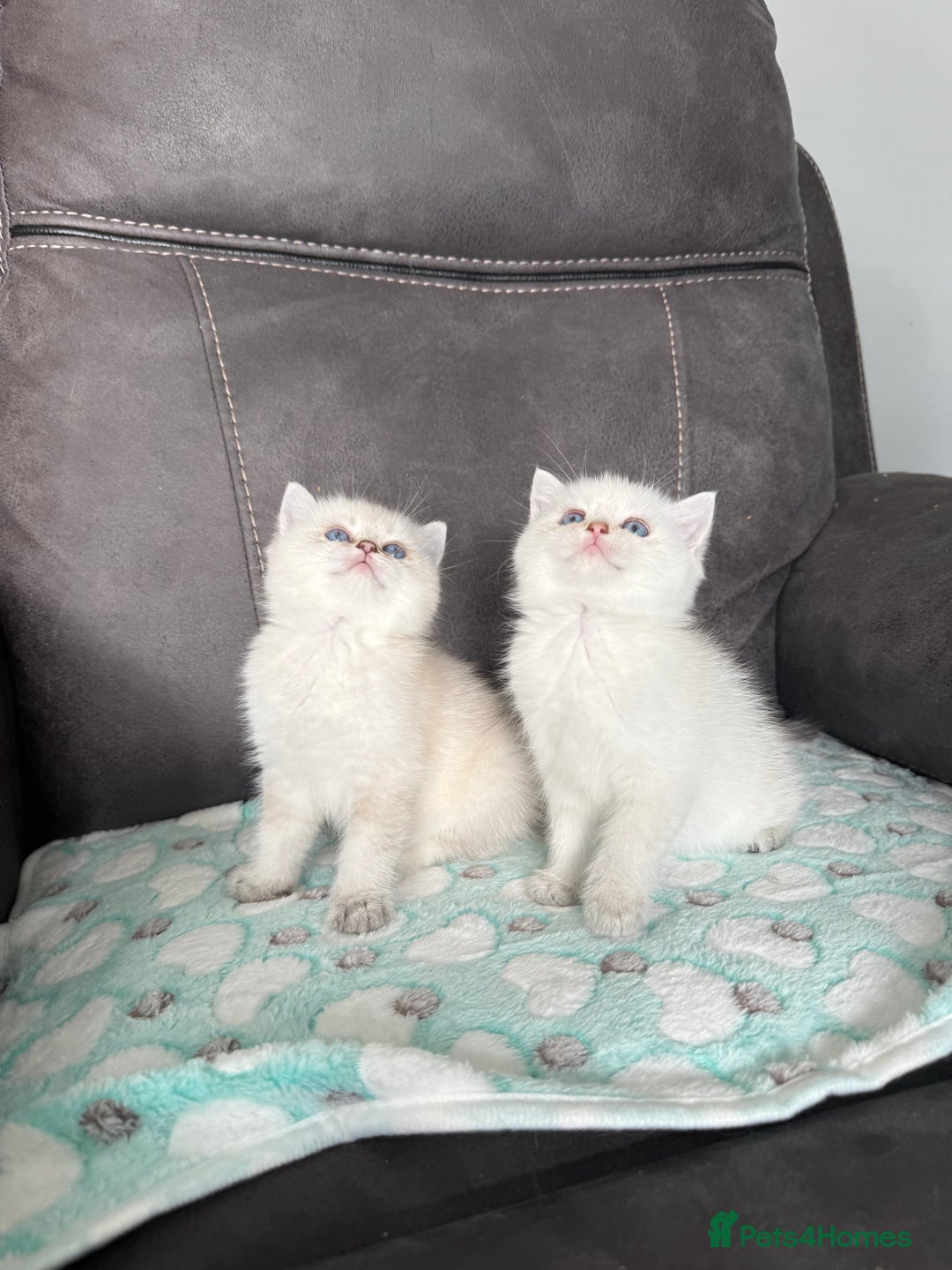 British Shorthair cats for sale: Beautiful GCCF kittens from champion lines  - Image 11