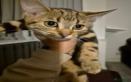 Mixed Breed cats for sale: Kittens for sale  - Image 6