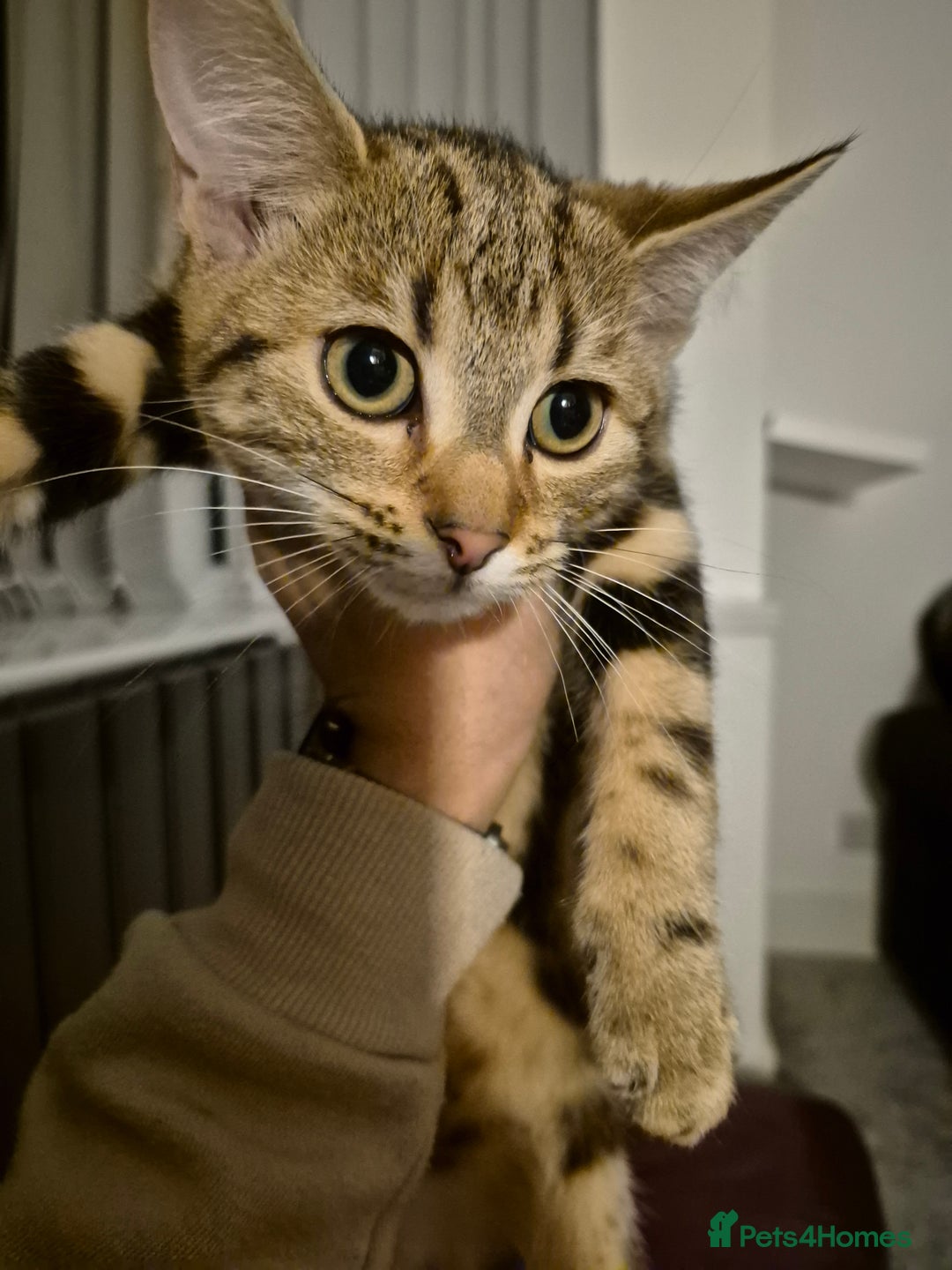 Mixed Breed cats for sale: Kittens for sale  - Image 6